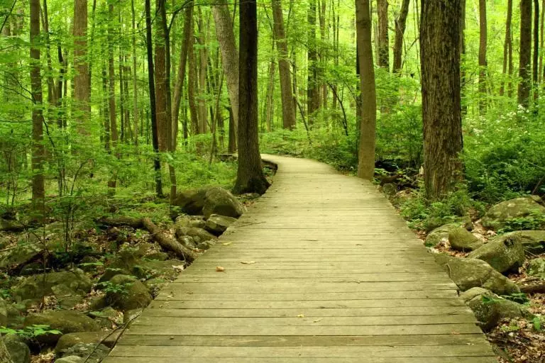A Wooden bridge in the woods to symbolize CBT