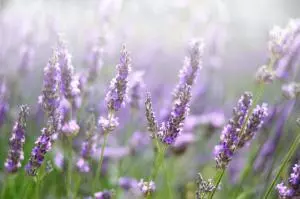 lavender flowers to represent therapy for postpartum depression