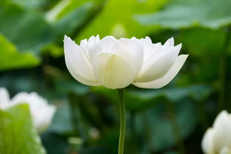 white lotus which is symbolic for therapeutic services