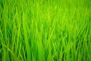 Green grass background overlay