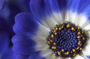 Closeup of a blue and white daisy